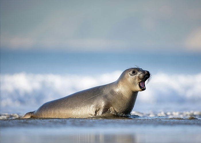 Beloved seal lying on shore with mouth open near ocean waves