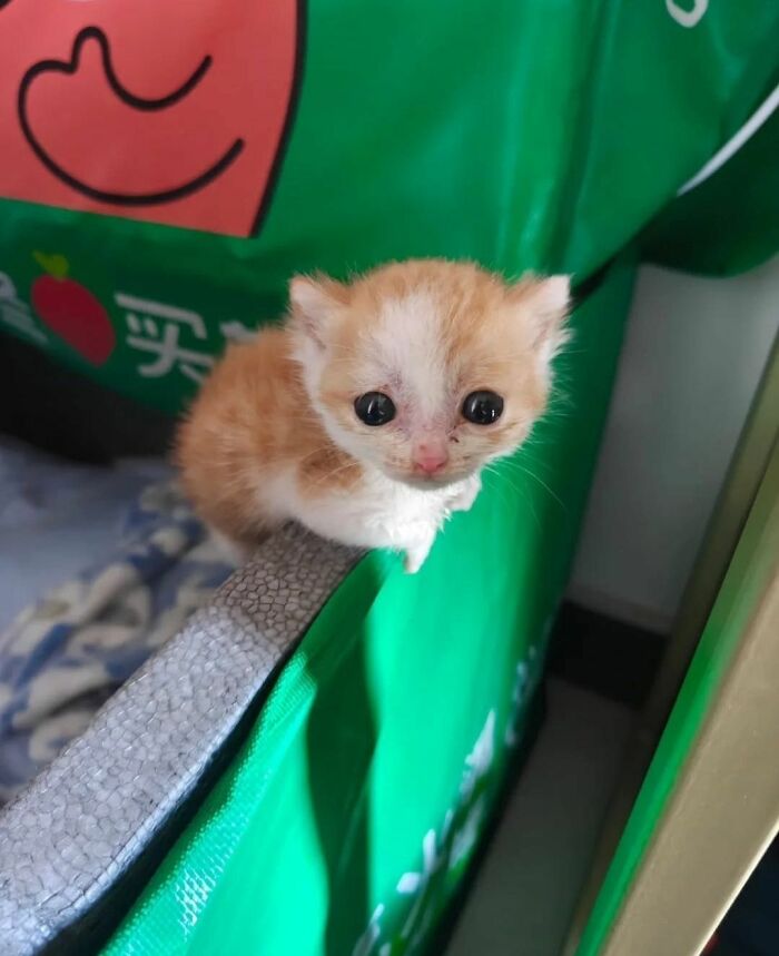 40 Chaotic, Hilarious, And Ridiculously Cute Cat Photos To Help You De-Stress