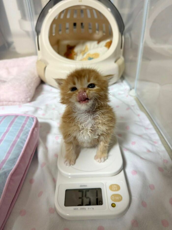 40 Chaotic, Hilarious, And Ridiculously Cute Cat Photos To Help You De-Stress