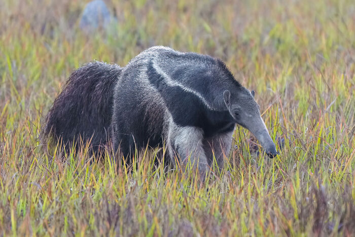 Giant anteater, a unique animal, with a long snout foraging in tall grassy fields.