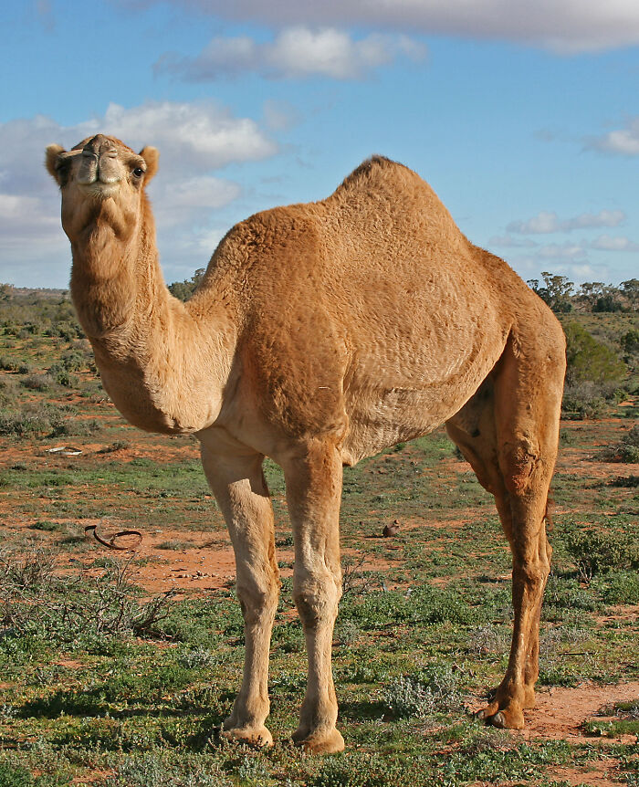 Camel standing on grassland showcasing the desert wildlife views