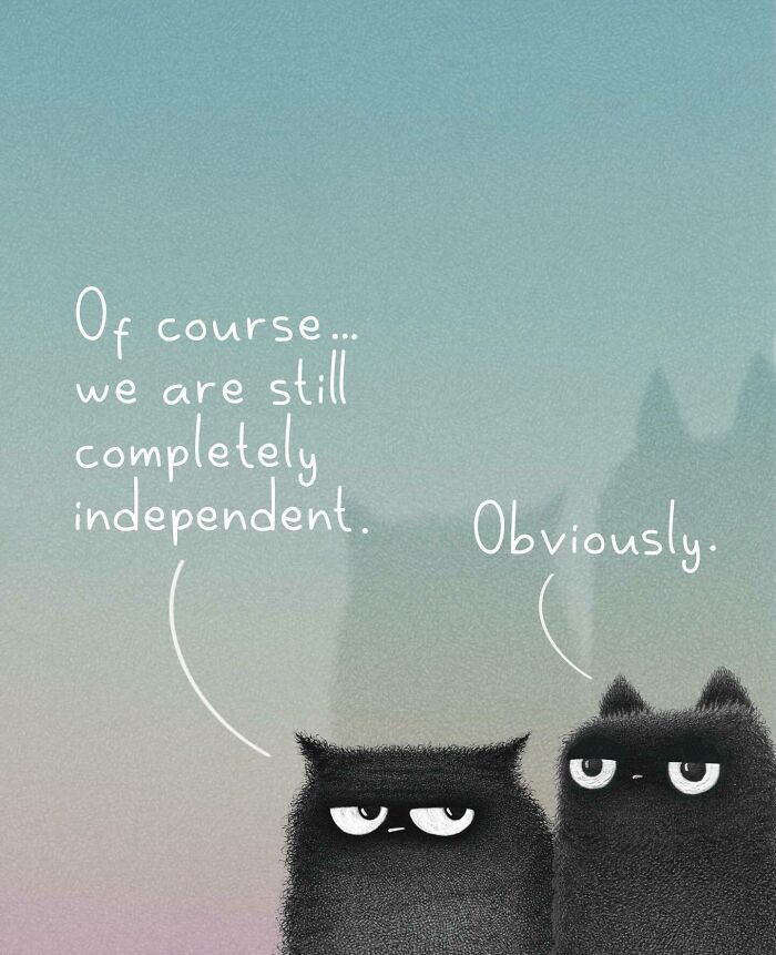Cat Illustrations Luis Coelho