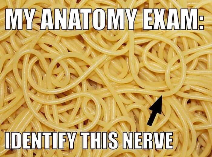 A medical meme shows spaghetti with text: My Anatomy Exam: Identify This Nerve. Great for doctors & nurses.