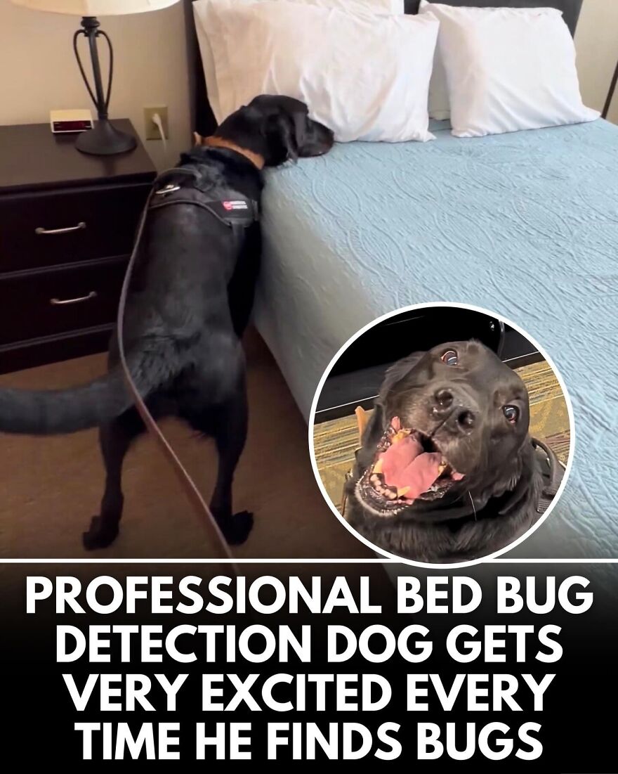30 Heartwarming Dog Stories That Prove Kindness Still Exists In The World