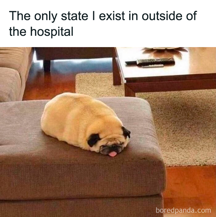 A pug lying flat like a loaf of bread on an ottoman with the text, The only state I exist in outside of the hospital. Doctors medical memes.