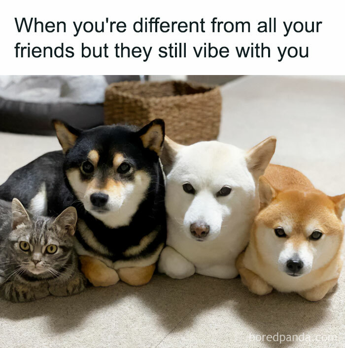 Dog and cat meme about being different but still vibing together
