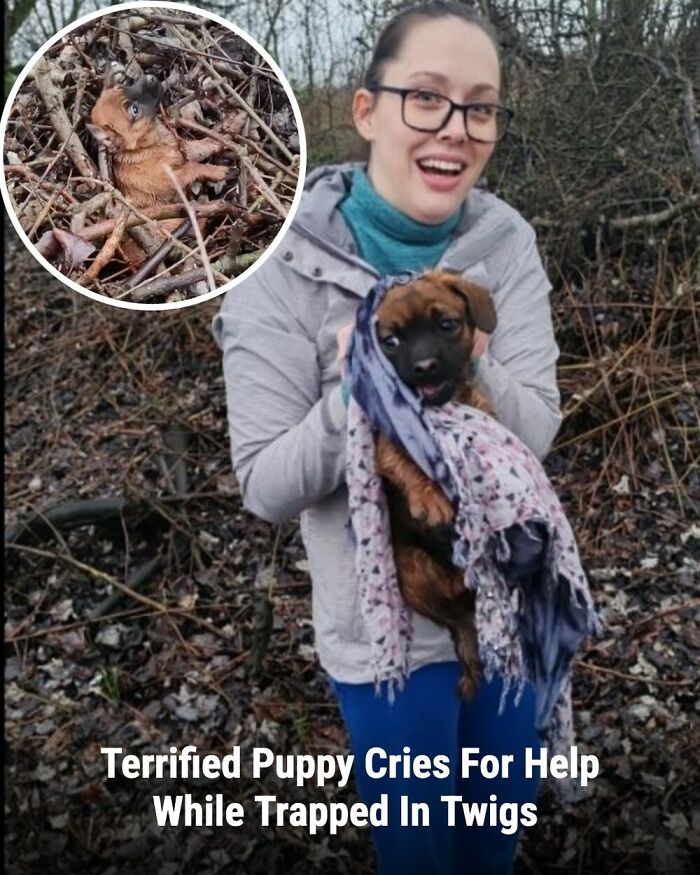These Rescue Animal Stories From This Facebook Page Are Breaking Hearts And Restoring Faith In Humanity (31 Stories)