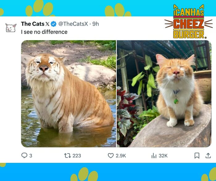 41 Cat Posts Shared By This Page That Are Funny, Sweet, And Spot On