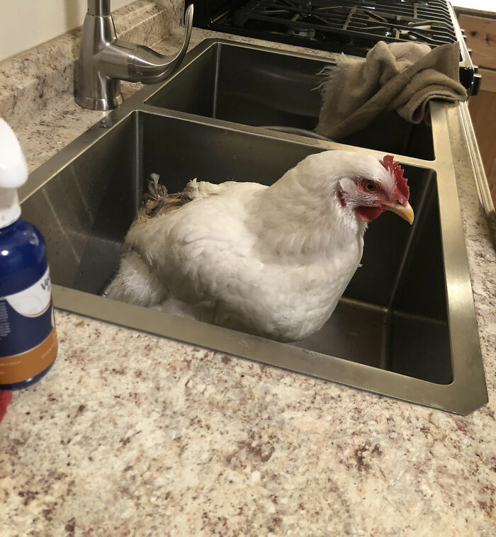 White chicken sitting inside a kitchen sink on a countertop