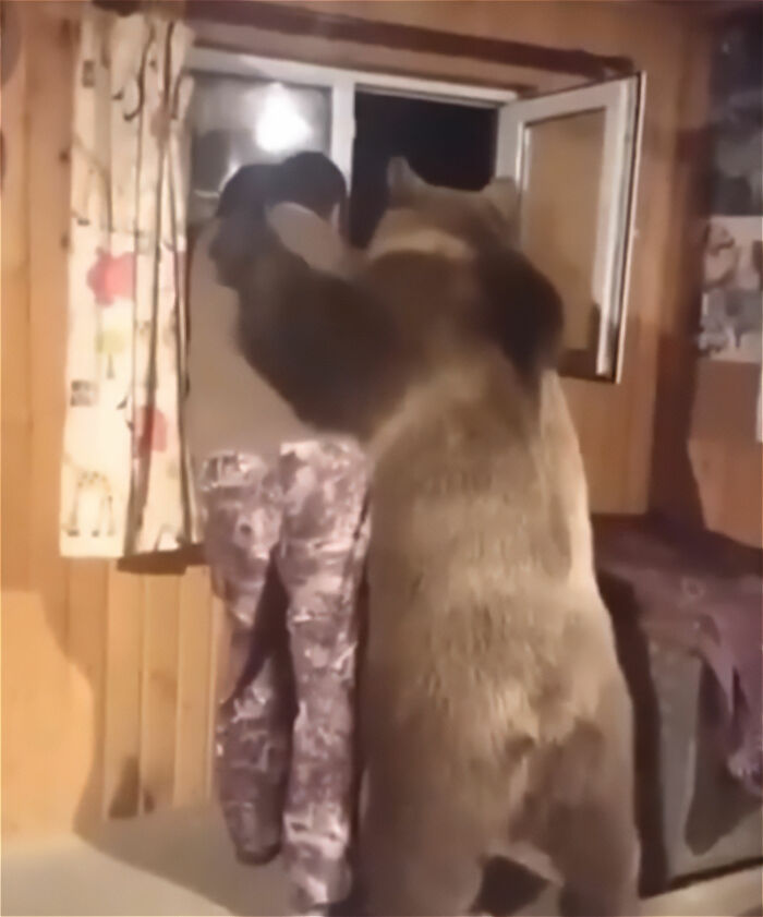 Large bear standing with person near open window