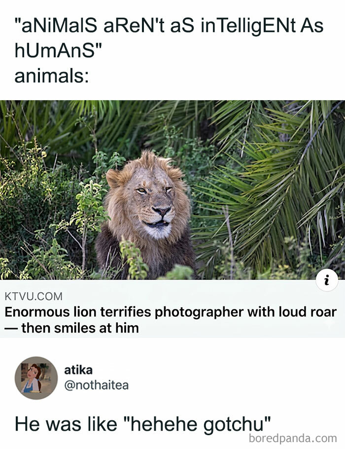 Lion with fierce roar smiling at photographer meme