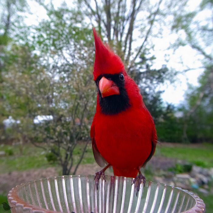 This Photographer’s Backyard Bird Camera Turns Tiny Visitors Into Hilarious Little Celebrities (30 New Pics)- Interview