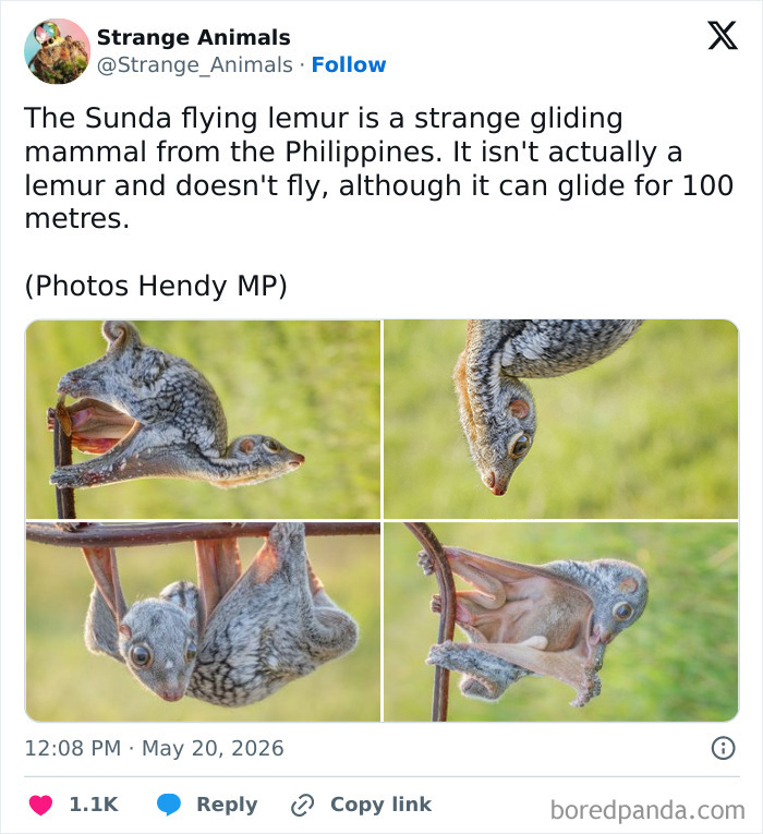 Sunda flying lemur gliding and clinging on tree branches