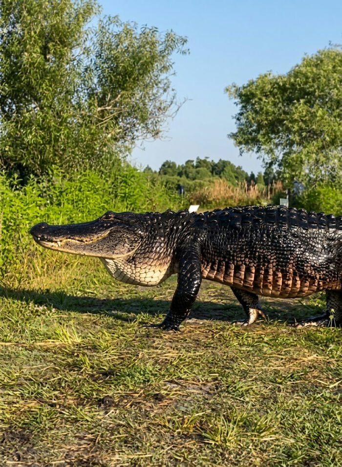 Large alligator walking on grass near trees in bright daylight