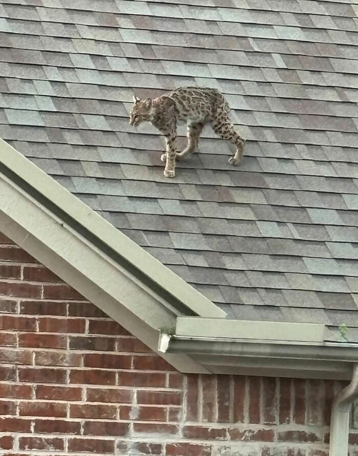 Bobcat walking on a gray shingled roof above a brick house
