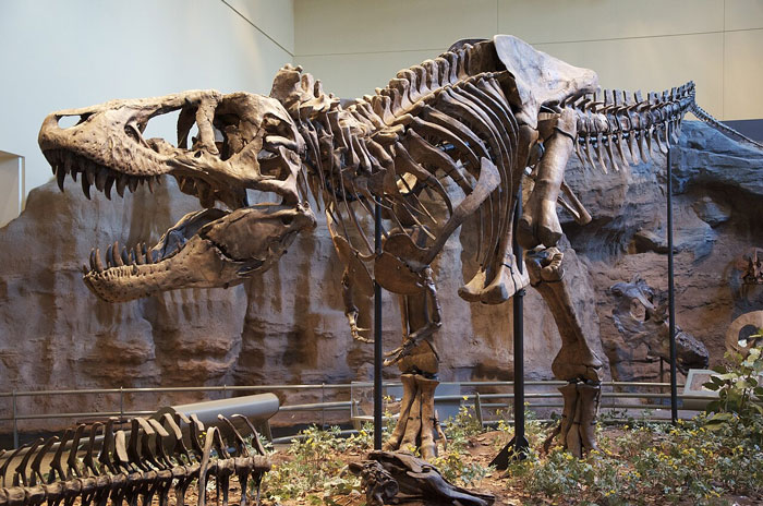 Tyrannosaurus rex skeleton displayed in natural history museum exhibit