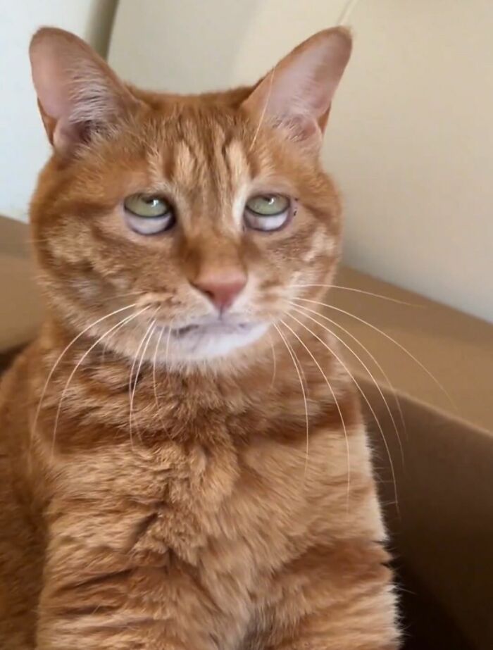 40 Chaotic, Hilarious, And Ridiculously Cute Cat Photos To Help You De-Stress