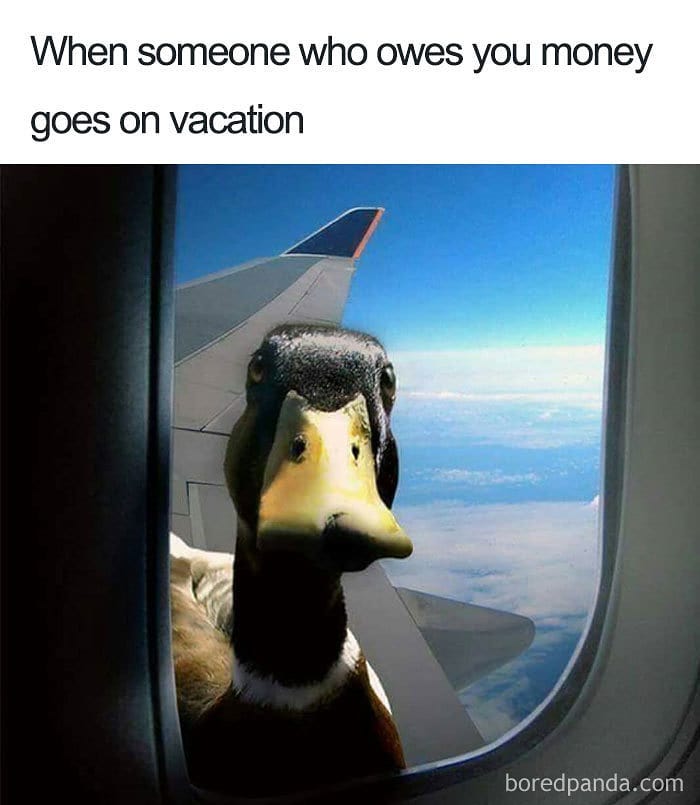 A funny duck meme on a plane, looking sternly. Perfect for travel memes.