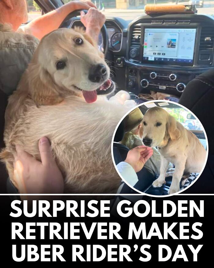 From Rescue Miracles To Emotional Reunions: 32 New Dog Stories Shared By 'We Rate Dogs'