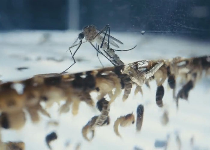 "Villain Origin Story": Bill Gates' 'Mutant' Mosquito Factory Goes Viral After People Learn What It's For