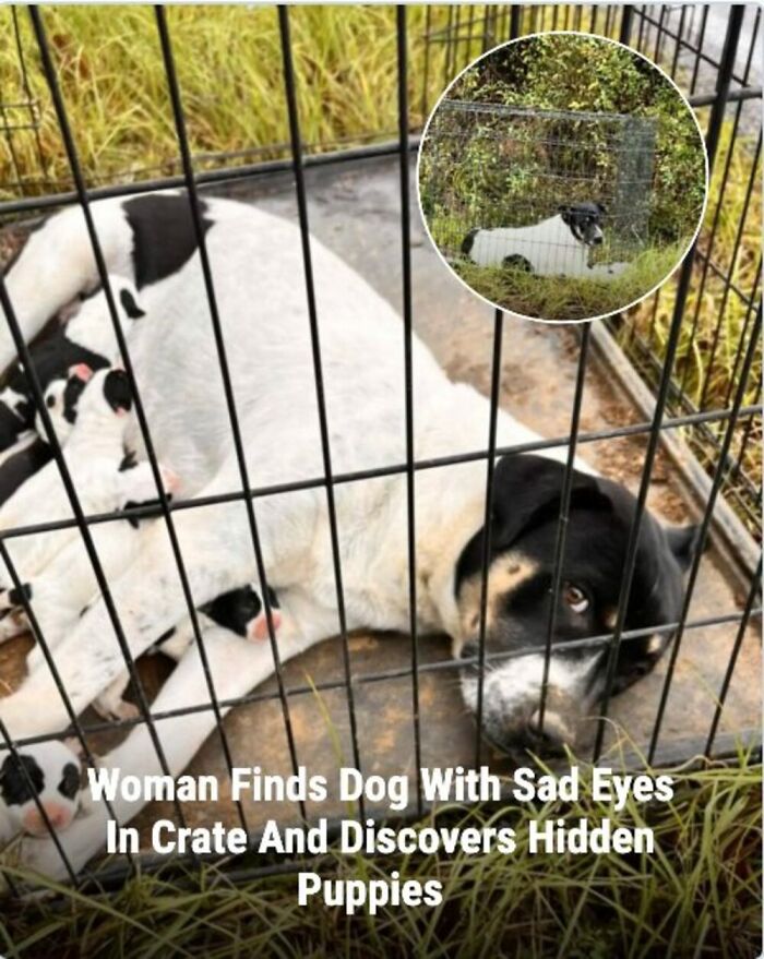 These Rescue Animal Stories From This Facebook Page Are Breaking Hearts And Restoring Faith In Humanity (31 Stories)