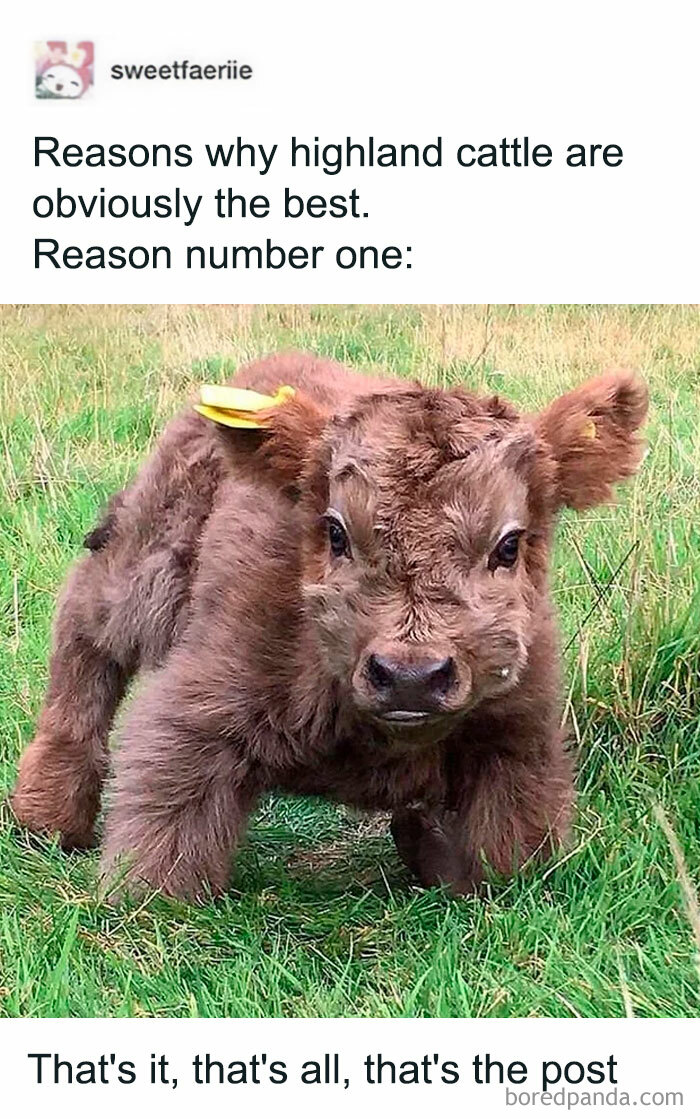 Blessed_moo