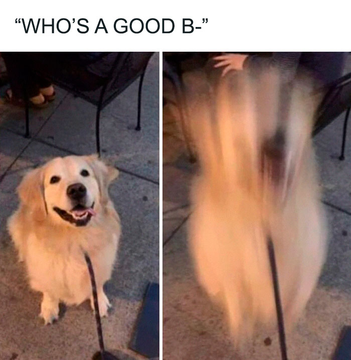 Golden retriever excited reaction meme with barking motion blur