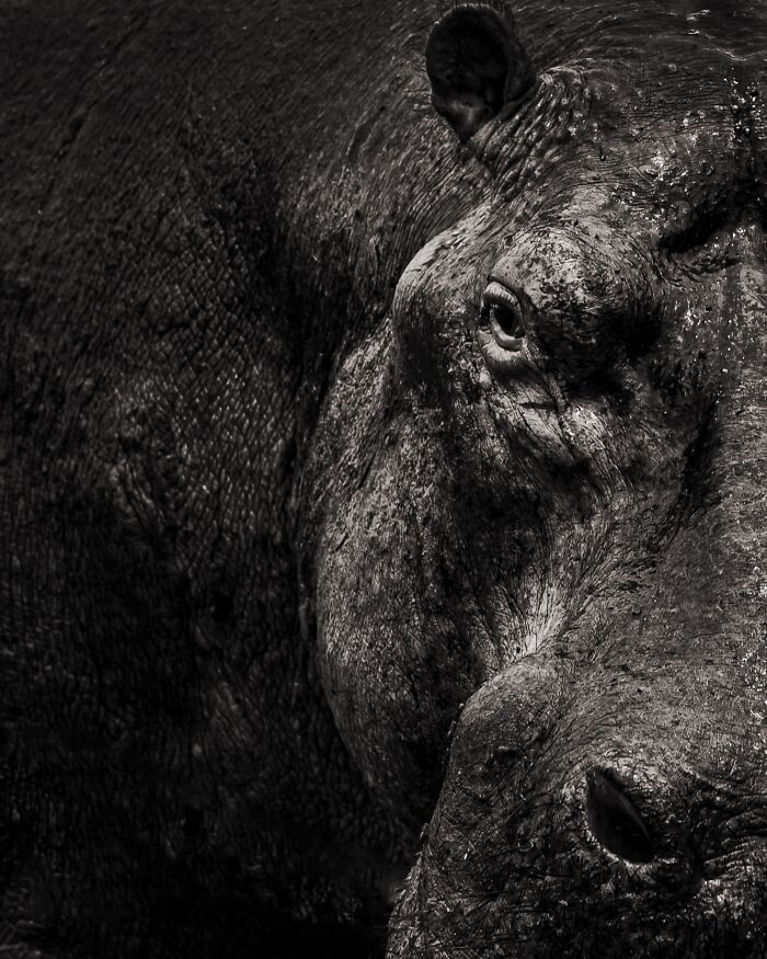 20 Stunning Animal Photos From Life Framer’s 2026 Animal Kingdom Competition