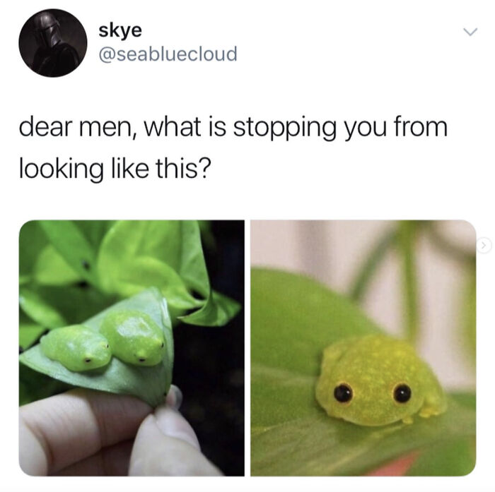 Tweet with frogs on leaves questioning men with funny caption in catchy memes
