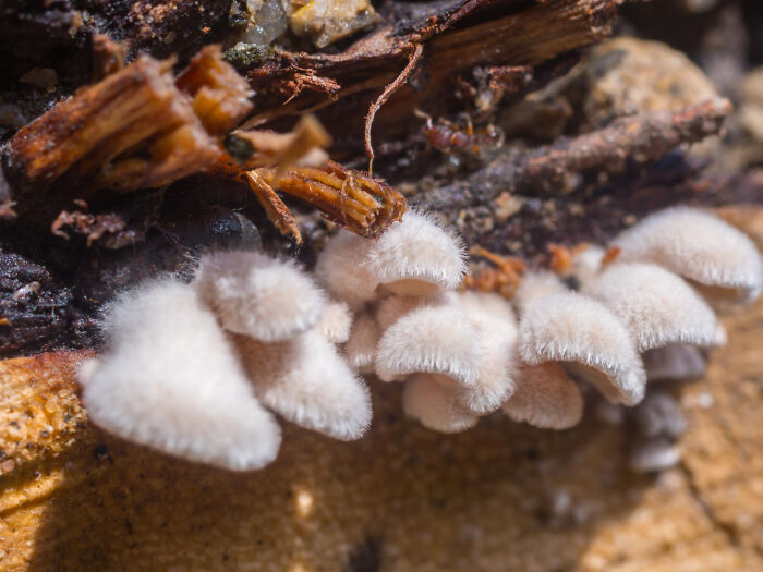 Close-up of small, fluffy white fungi growing on decaying wood, illustrating scientific facts about nature.