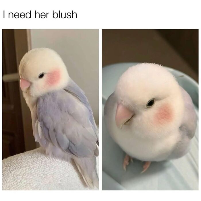 Wholesome-Memes-Memeuplift