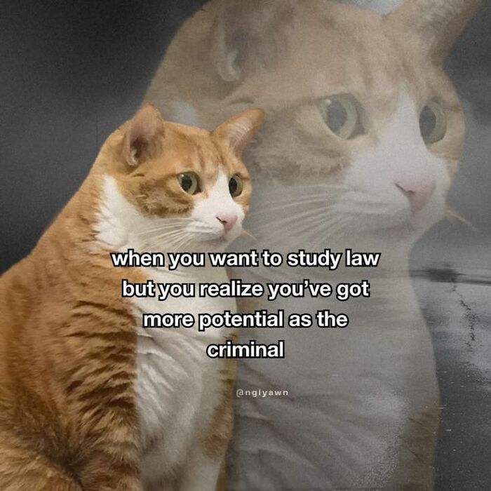 Reflective cat meme about choosing criminal over law in catchy memes