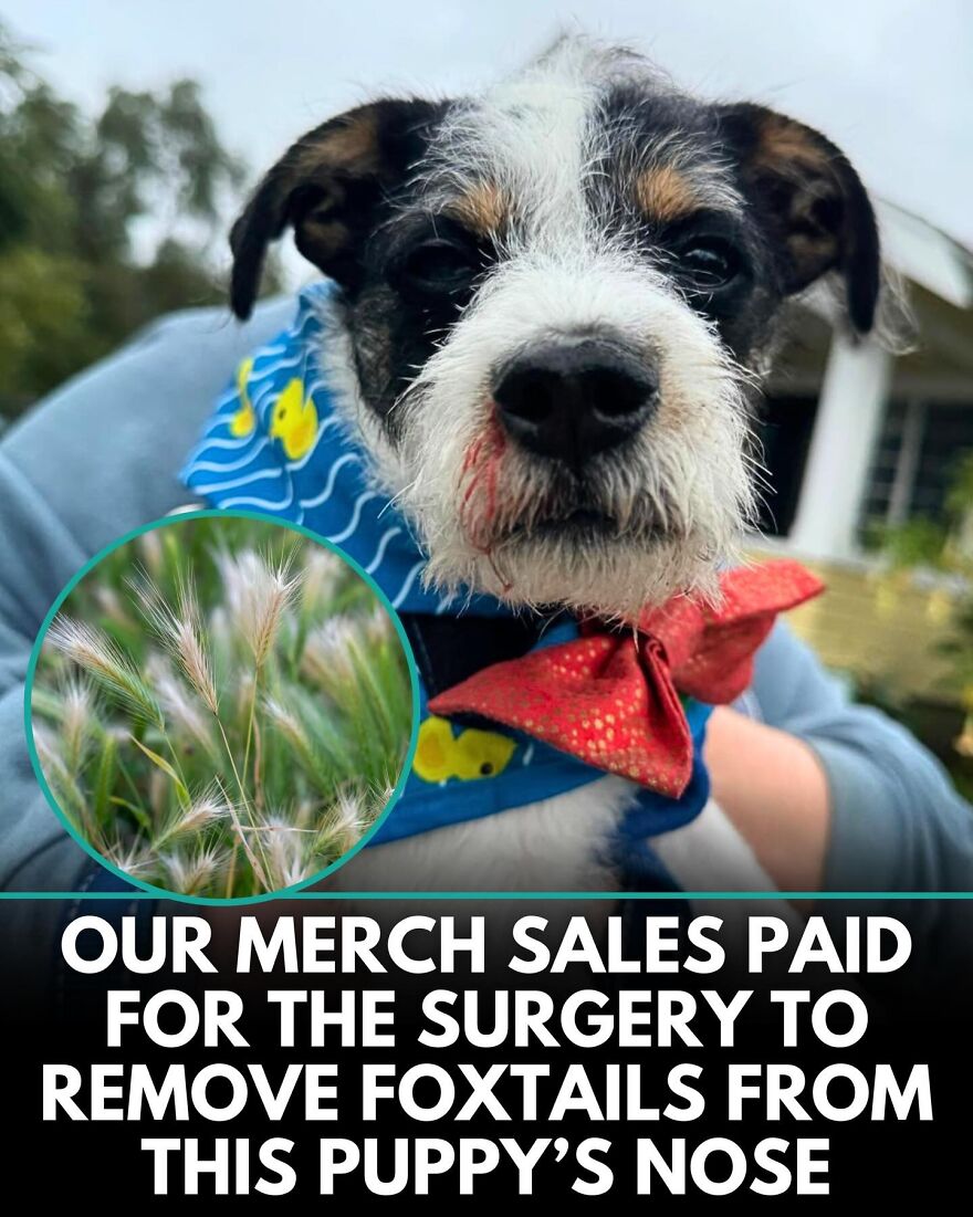 30 Heartwarming Dog Stories That Prove Kindness Still Exists In The World