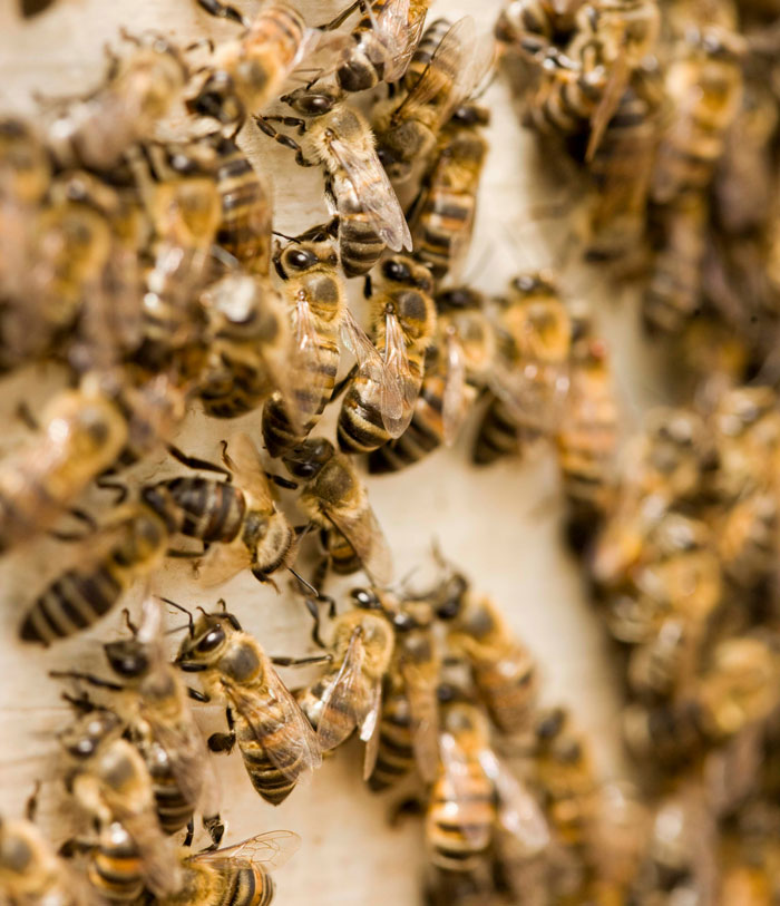 A close-up of a dense cluster of honeybees. This could be one of the weirdest packages mailmen found.