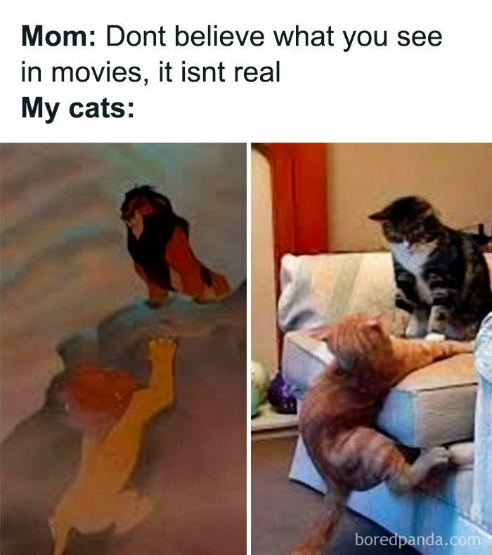 Cats reenacting a scene from a movie with one cat climbing up a couch.