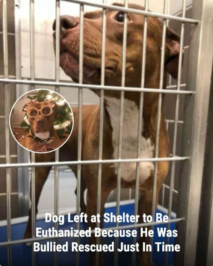 These Rescue Animal Stories From This Facebook Page Are Breaking Hearts And Restoring Faith In Humanity (31 Stories)