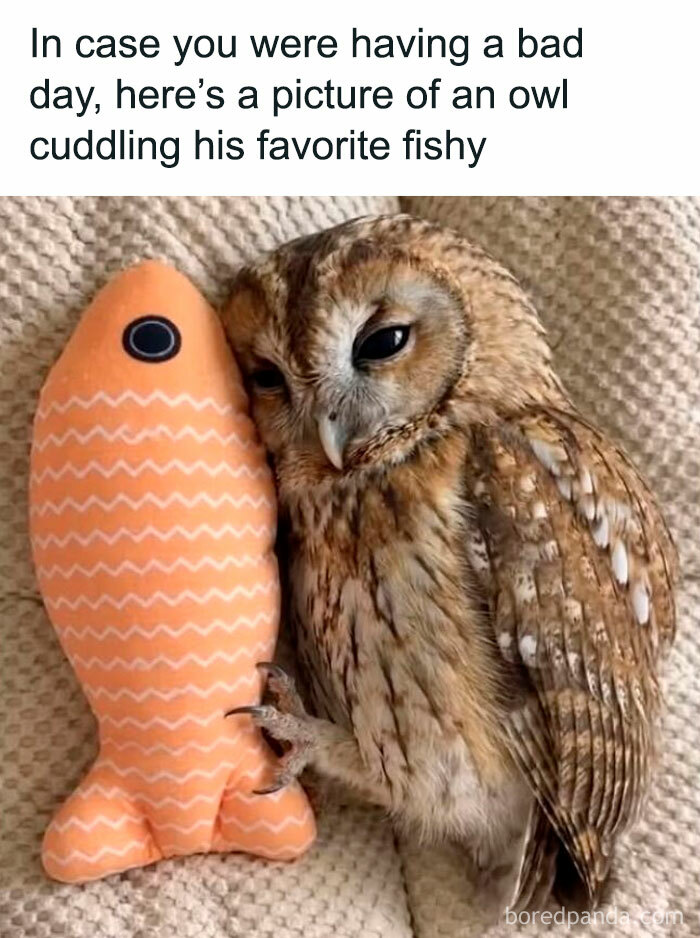 Owl cuddling a plush fish toy to brighten a bad day