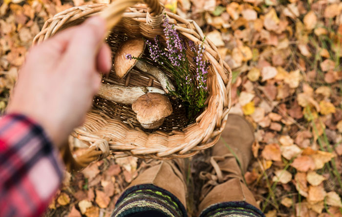 Basket of freshly foraged artisinal mushrooms outdoors