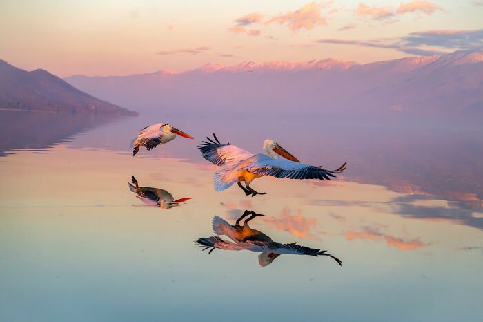 20 Stunning Animal Photos From Life Framer’s 2026 Animal Kingdom Competition