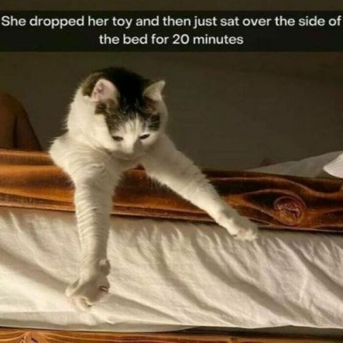 Cat sitting sadly on bed after dropping toy meme in catchy memes