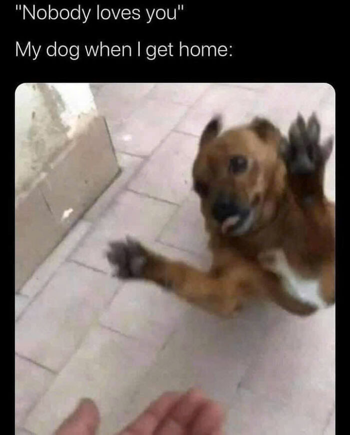 A dog enthusiastically greeting its owner, captured in a wholesome meme. Perfect for a serotonin boost!