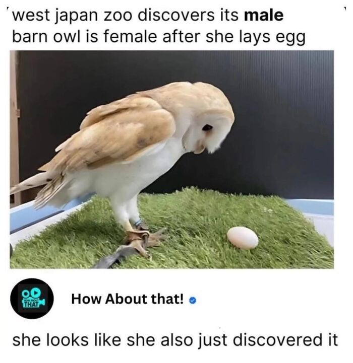 Wholesome-Memes-Memeuplift