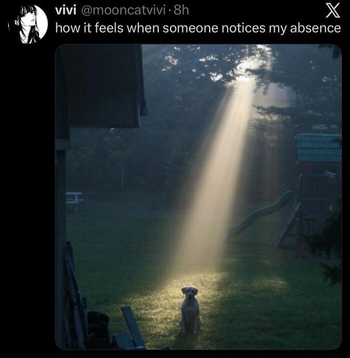 Dog bathed in sunlight meme about feeling noticed in catchy memes