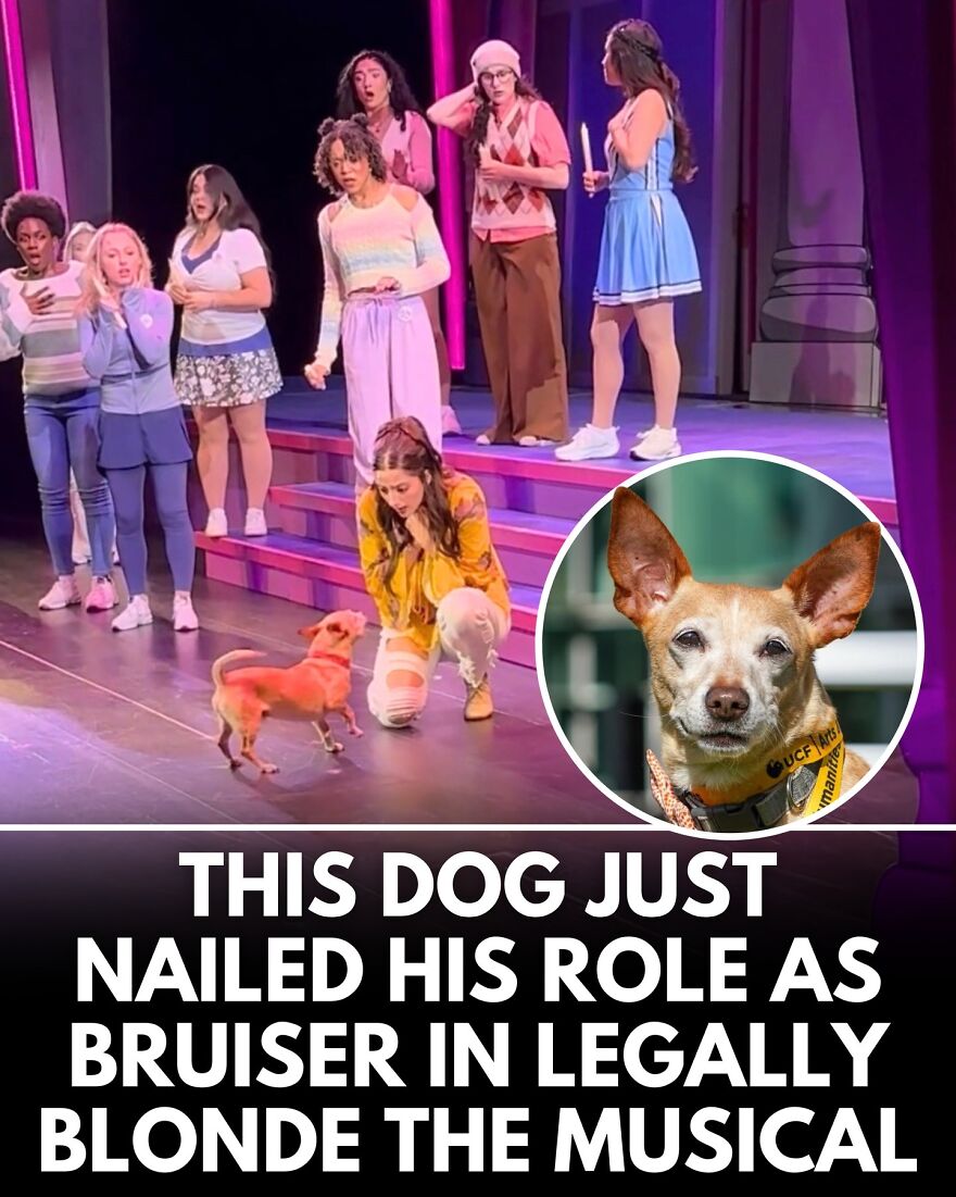30 Heartwarming Dog Stories That Prove Kindness Still Exists In The World