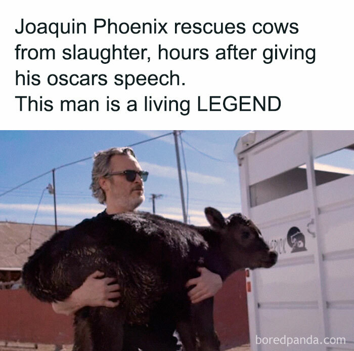 Joaquin Phoenix holding a calf, rescuing it from slaughter. A touching image for vegans and animal lovers.