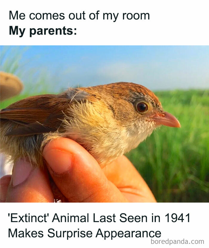 Surprise appearance of an extinct bird species last seen in 1941 held by hand.