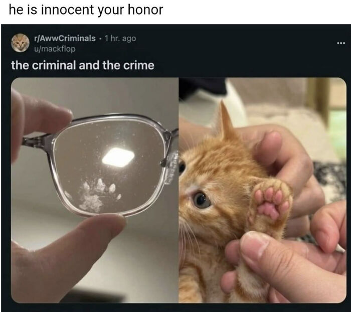 Meme of cat paw print on glasses called criminal and crime in catchy memes