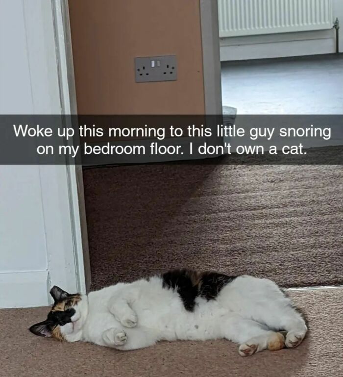 Photo of unknown cat on bedroom floor with confused owner caption in catchy memes