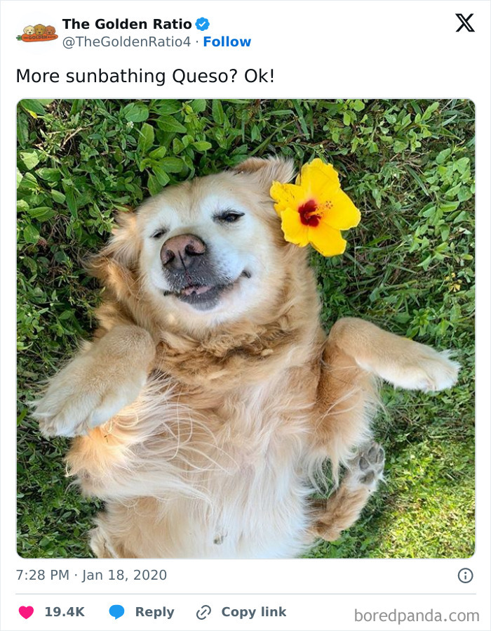 Golden retriever lying on grass sunbathing with a yellow flower behind its ear