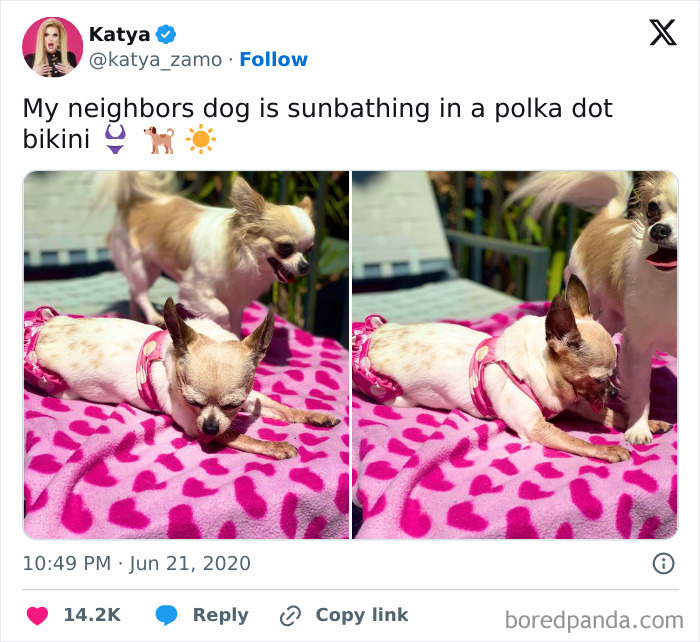 Small dog sunbathing on pink blanket wearing a polka dot bikini